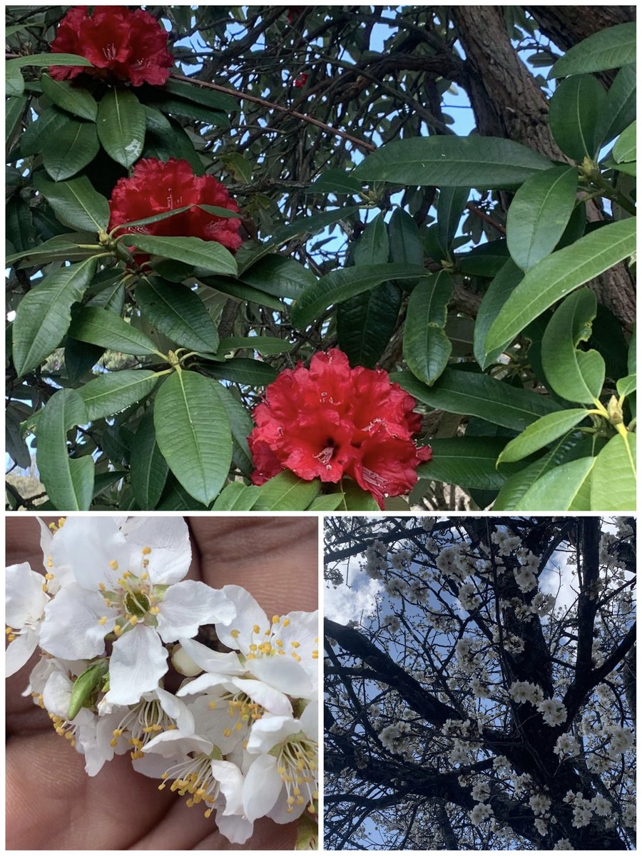 AanchalPsd's tweet image. Friends who don't make you feel far from #Uttarakhand and send you live updates/pics. #Phooldei🌻🌼🕉
#spring