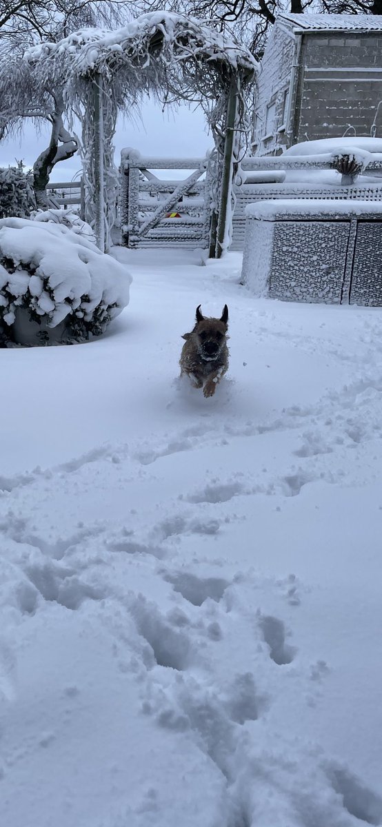 PeggyBorder's tweet photo. #ThrowbackThursday 
One year ago today I was bounding through the snow! 
#BTPosse ❄️❤️🐶🐾 https://t.co/83i9rVCR4d