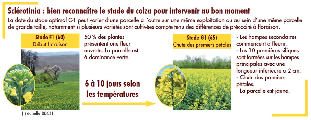 Le  #sclérotinia est la maladie la plus préjudiciable sur #colza mais la lutte n’est pas systématique selon Victoire #terresinovia. Le positionnement du traitement conditionne son efficacité ! Quelle solution utiliser selon le niveau de risque scléro ?
terresinovia.fr/-/sclerotinia-…