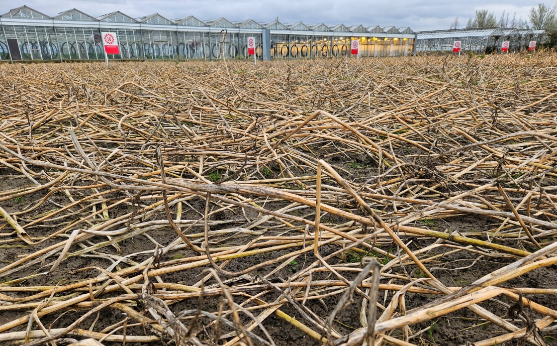 Vorstgevoeligheid van groenbemesters in beeld: welke kan je inzetten voor de eco-activiteit groenbedekking? lgseeds.nl/news/post/vors… #akker #GLB #bodem #groenbemesting #LGSeeds