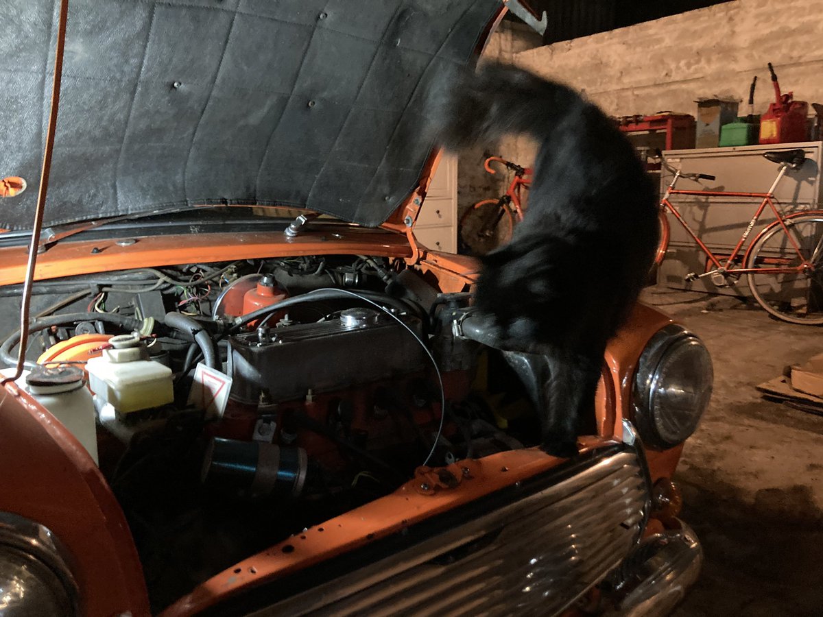 urbancyclist's tweet photo. Jasper was in a ‘helpful’ mood last night….

#cat #blackcat #floof #rescuecat #sspca #mini #classicmini #rovermini #minimeon #weeorangebeastie #smallholding #smallholdinglife https://t.co/SVJc4OgcSa