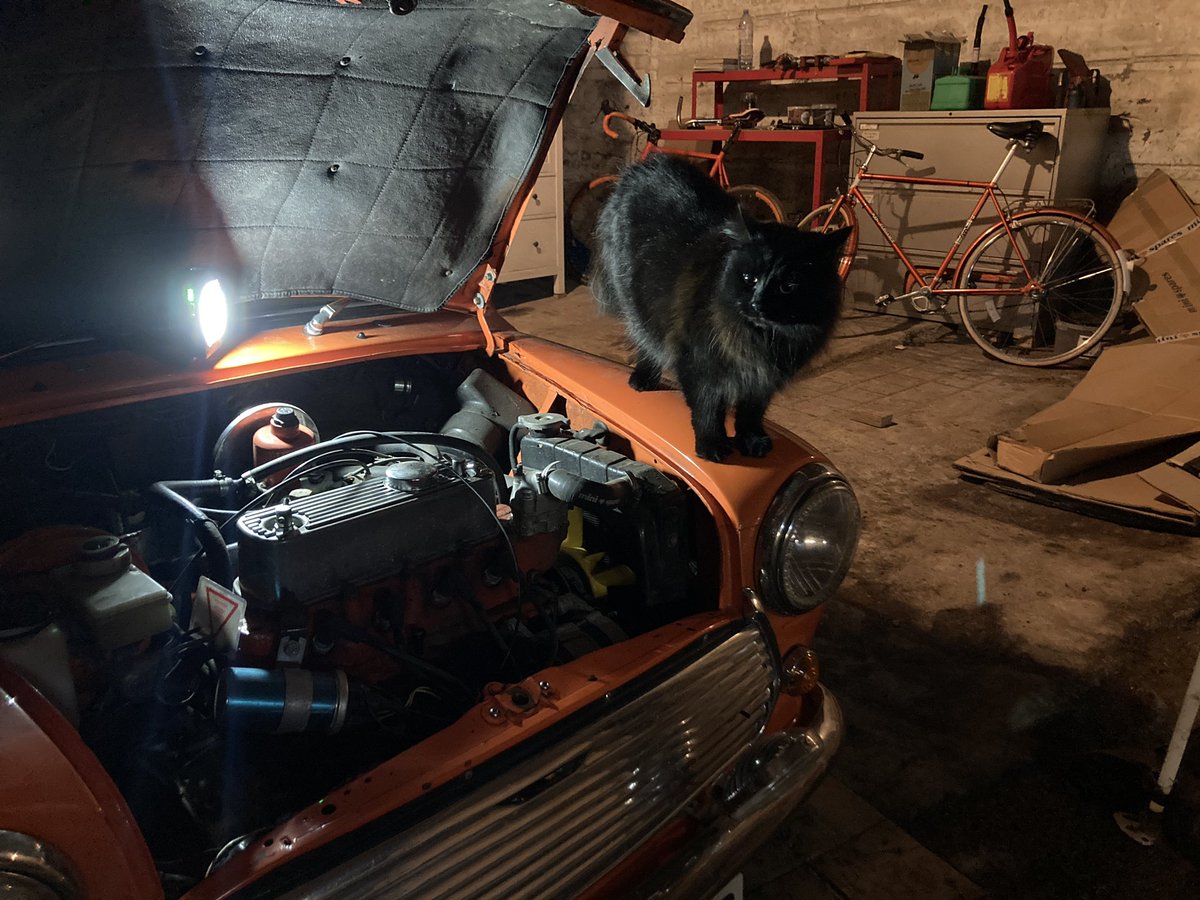 urbancyclist's tweet photo. Jasper was in a ‘helpful’ mood last night….

#cat #blackcat #floof #rescuecat #sspca #mini #classicmini #rovermini #minimeon #weeorangebeastie #smallholding #smallholdinglife https://t.co/SVJc4OgcSa