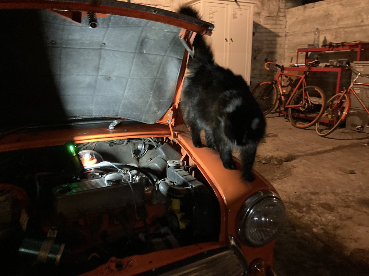 urbancyclist's tweet photo. Jasper was in a ‘helpful’ mood last night….

#cat #blackcat #floof #rescuecat #sspca #mini #classicmini #rovermini #minimeon #weeorangebeastie #smallholding #smallholdinglife https://t.co/SVJc4OgcSa