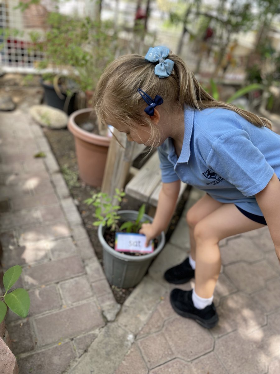 BSMuscatFS1's tweet image. As part of #worldbookweek, FS1 kids had a blast hunting for words in the garden! They found words and practiced reading them. It was super exciting! 📚🌿 #readingfun #FS1 #EYFS