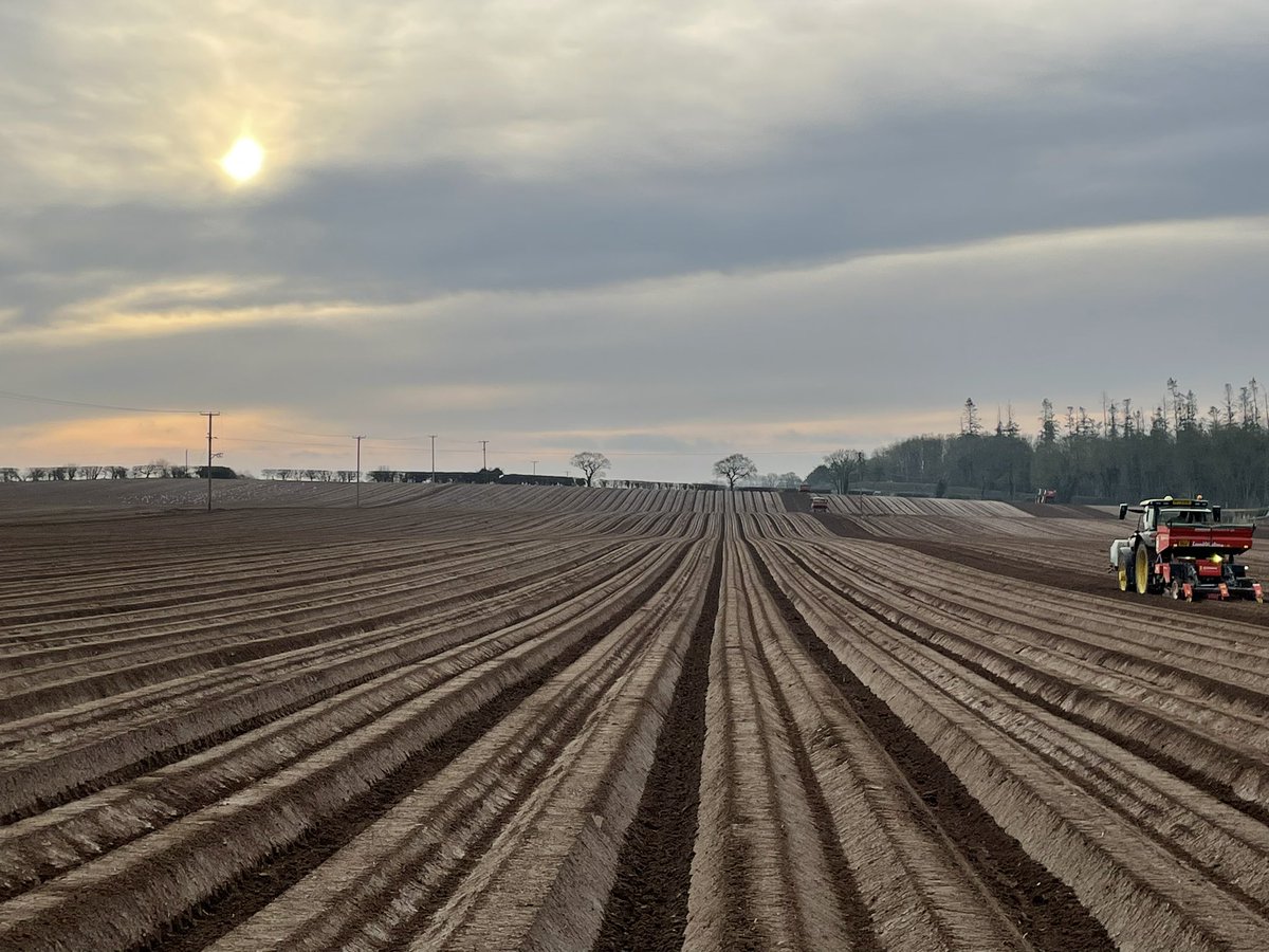 JeremyLeadley's tweet photo. 2024 planting well under way @jsedgwick67 @potatosolutions https://t.co/bQsNCBGwtR