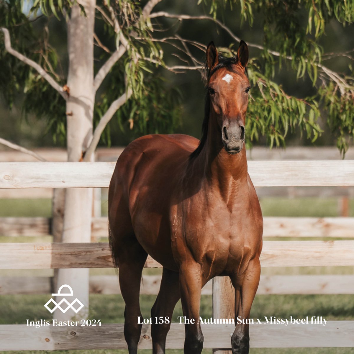 ArrowfieldStud's tweet photo. Missybeel & The Autumn Sun are both outstanding physicals so it was easy to imagine their glorious daughter. Your turn now to make our vision a reality!
#Lot158 #TheAutumnSun #Missybeel #imagineit https://t.co/yJVkdCRXwK