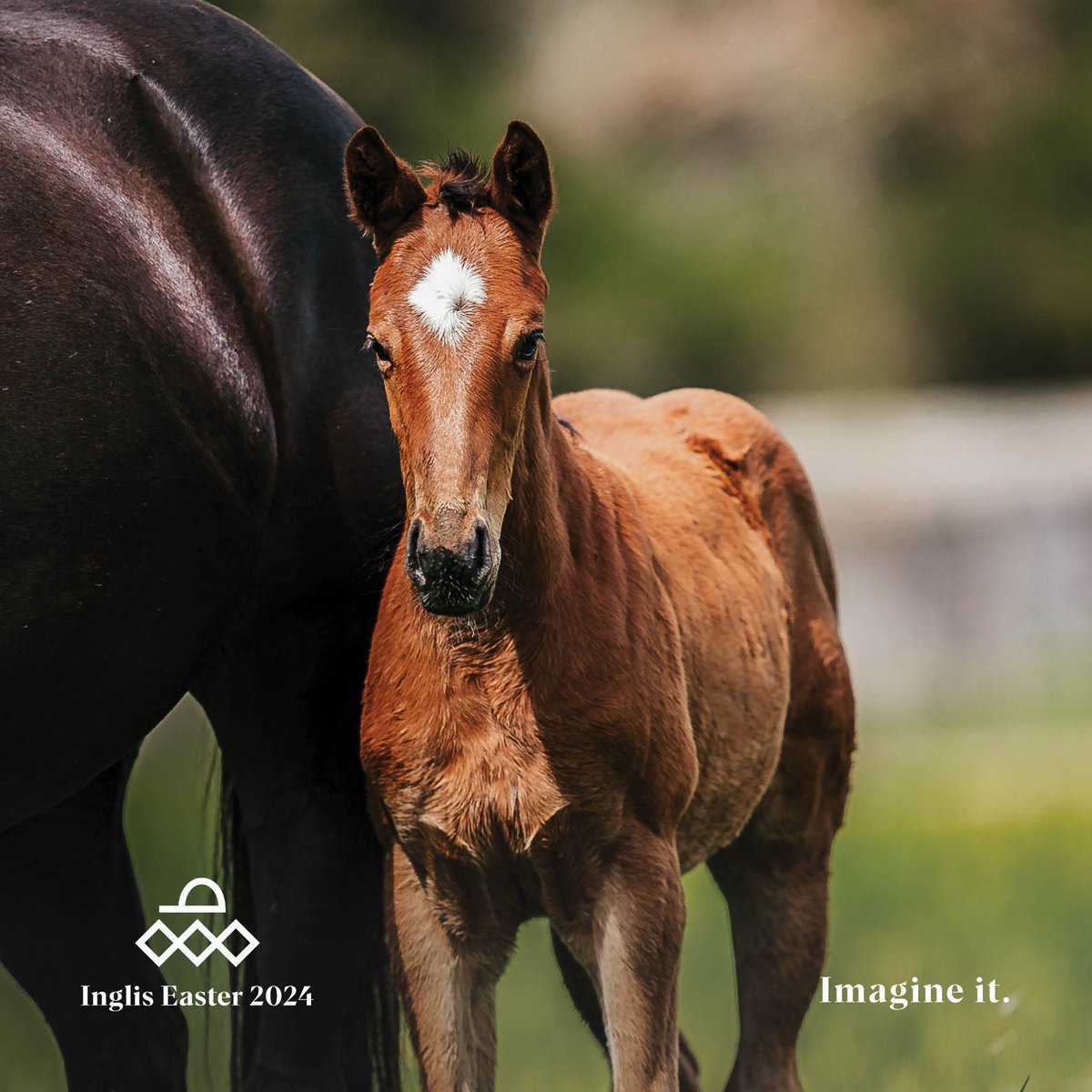 ArrowfieldStud's tweet photo. Missybeel & The Autumn Sun are both outstanding physicals so it was easy to imagine their glorious daughter. Your turn now to make our vision a reality!
#Lot158 #TheAutumnSun #Missybeel #imagineit https://t.co/yJVkdCRXwK