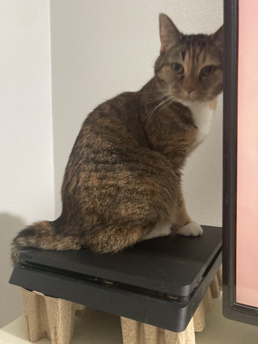 FirmEgg's tweet photo. @TubboTWO i hope my kitty lives that long, shes going on 9 this year! https://t.co/Kwa9kqImWi