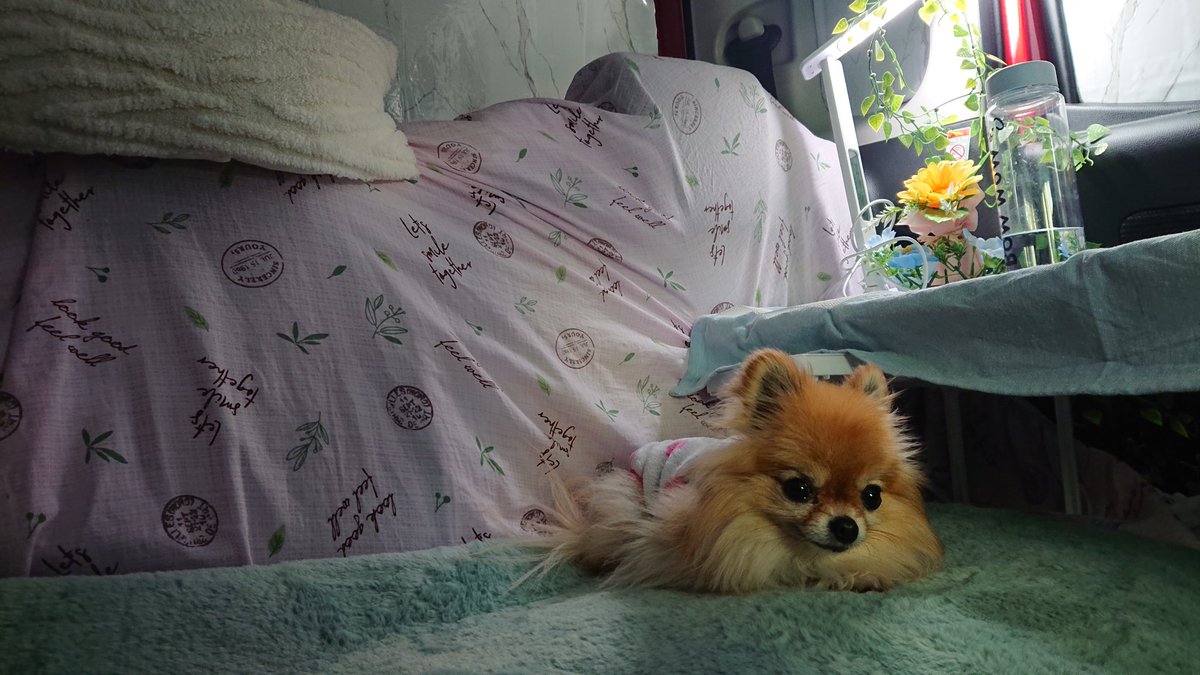 Xp7lzF's tweet photo. のんびりお昼寝(。-ω-)zzz

そろそろ散歩しておうちに帰らなきゃ。。 https://t.co/ydFuV3vAzJ