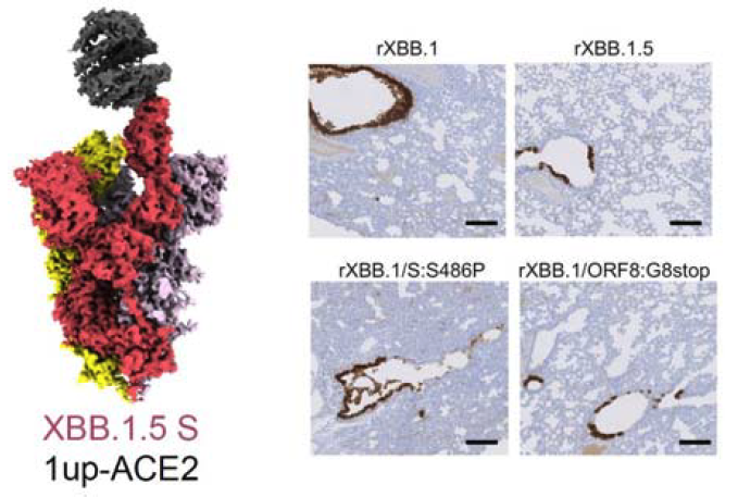 As part of a multi-institute consortium, ICReDD researchers showed the #COVID Omicron XBB.1.5 variant has lower pathogenicity than XBB.1 in part due to a mutation in the ORF8 protein, which reduces the ability of XBB1.5 to suppress the immune response. icredd.hokudai.ac.jp/research/10772