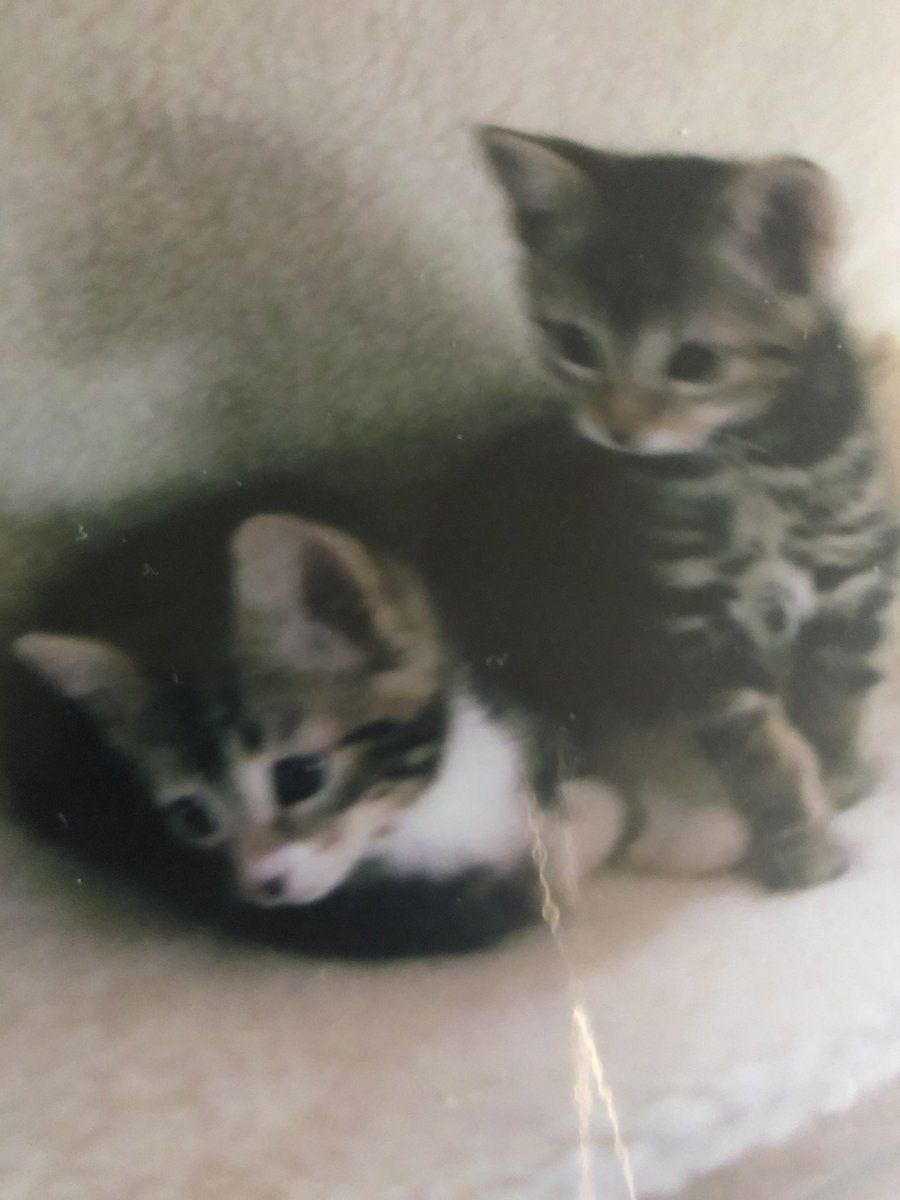 #ThrowbackThursday a furry old picture  of us- love and purrs- Sox and Daisy 🌼 😽💗🌺🌷🌹🤗🐾

#CatsOfTwitter #FluffyFursday #fursday #thursdaymorning #ThursdayMotivation #cutekittens #ThursdayThoughts #CatsAreFamily