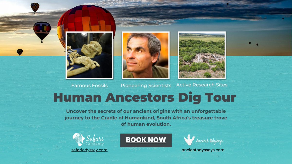 🌍 Dive into our origins with the Cradle of Humankind Dig! 🦴 Unearth hominid fossils, join legendary researchers, and explore South Africa. 🌄 Sept 14-27, 2024. Limited spots! #DiscoverHumanity #FossilHunt #CradleOfHumankind 📅 Book now: ancientodysseys.com/cradleofhumank…