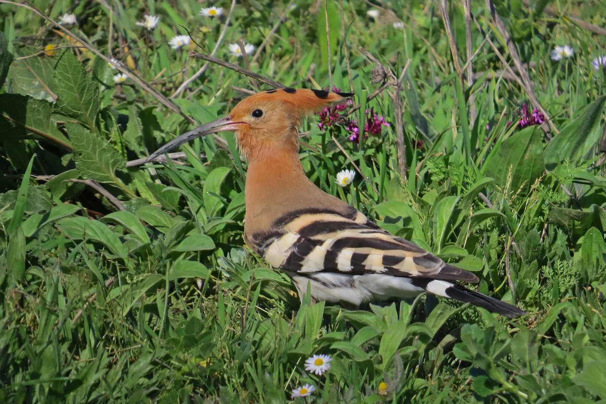 We have wintering Hoopoe, but these are now being complimented by arriving birds. Hopefully, many more will be returning over the next few weeks and provide some colour to the spring here in Andalucía.
