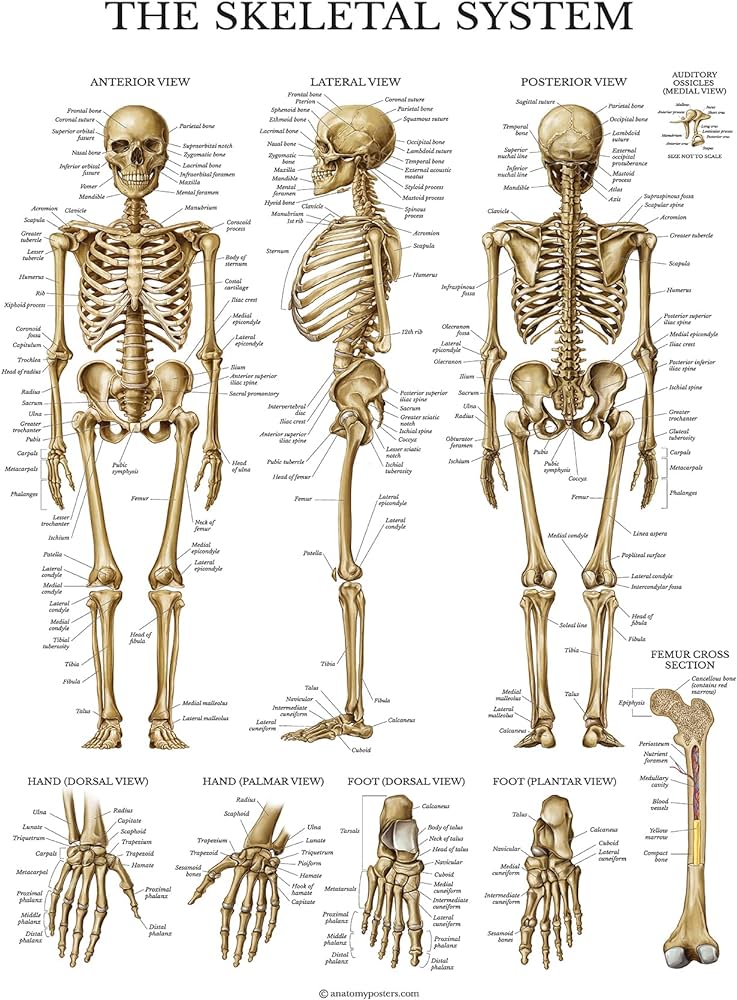 doctor_sab75043's tweet photo. The skeletal system.
Human body.
Assalamualaikum everyone
Good afternoon
X family
#สุขุมวิท11 
#อุงเอิง https://t.co/KwTqZSEoEn