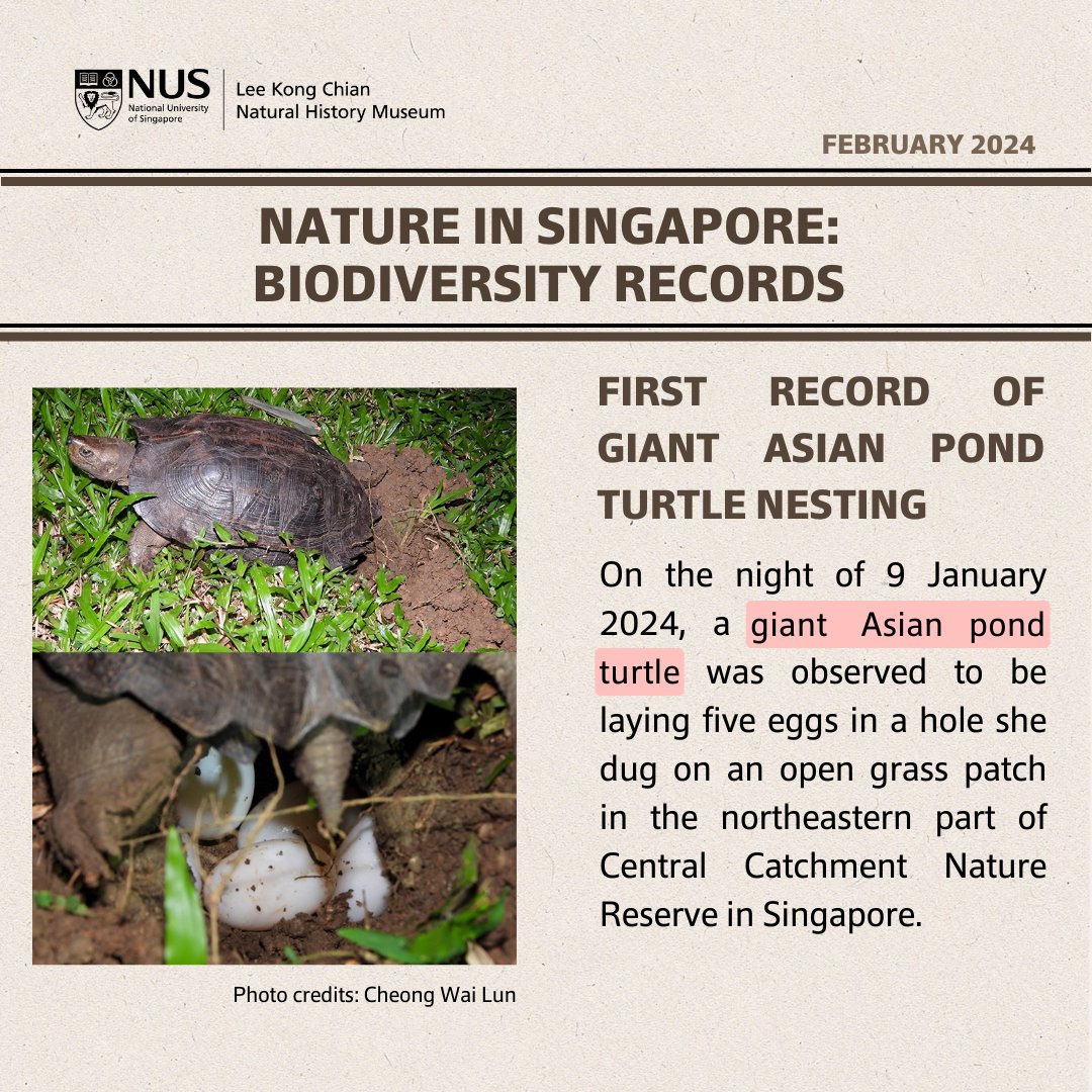 [NiS BioD Records] First record of giant Asian pond turtle nesting in Singapore #NatureinSG 🔗 Read more in our latest #biodiversity records: lkcnhm.nus.edu.sg/publications/n…