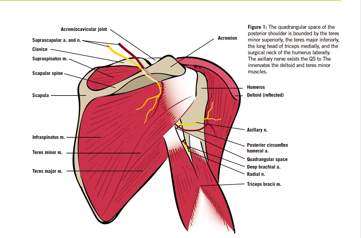 Throwing Athletes and The Role of Nerves In Shoulder Pain

Treatment of the throwing athlete with shoulder pain remains among the  more challenging aspects of orthopedic sports medicine. 

Nerve  compressions and pain syndromes should be included in the differential  diagnosis of