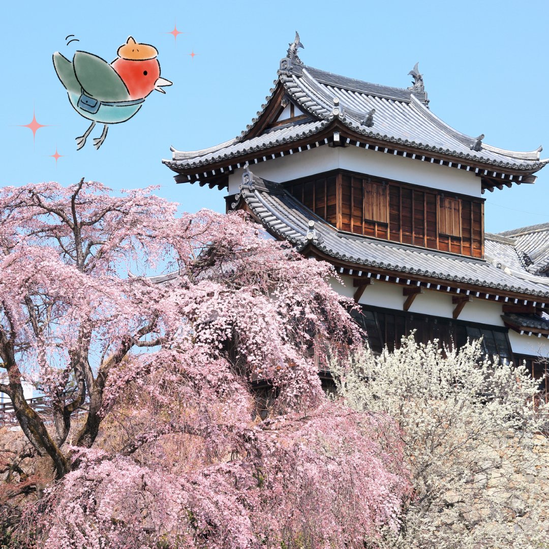 narakankopuromo's tweet image. 「日本さくら名所100選」に選ばれた👏 
史跡郡山城跡を彩る桜🌸をご存知ですか？
古くから桜の名所としても知られ、 
春になると城周りを桜が美しく彩ります😊 
春のちょい旅にいかがですか✨

#奈良 #奈良県 #奈良観光 #ざっくり言うなら #大和郡山 #郡山城跡 #桜 #日本さくら名所100選