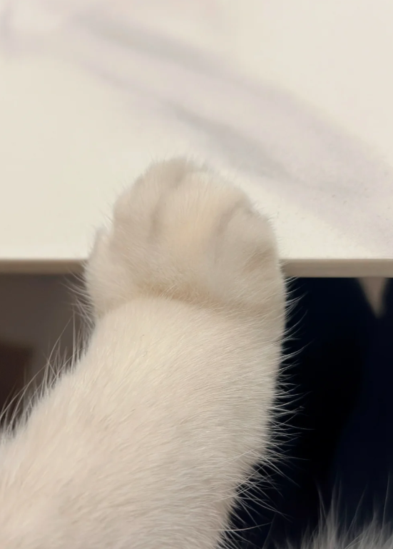 猫を飼うのは初めてで未経験です
かわいいです🤣
