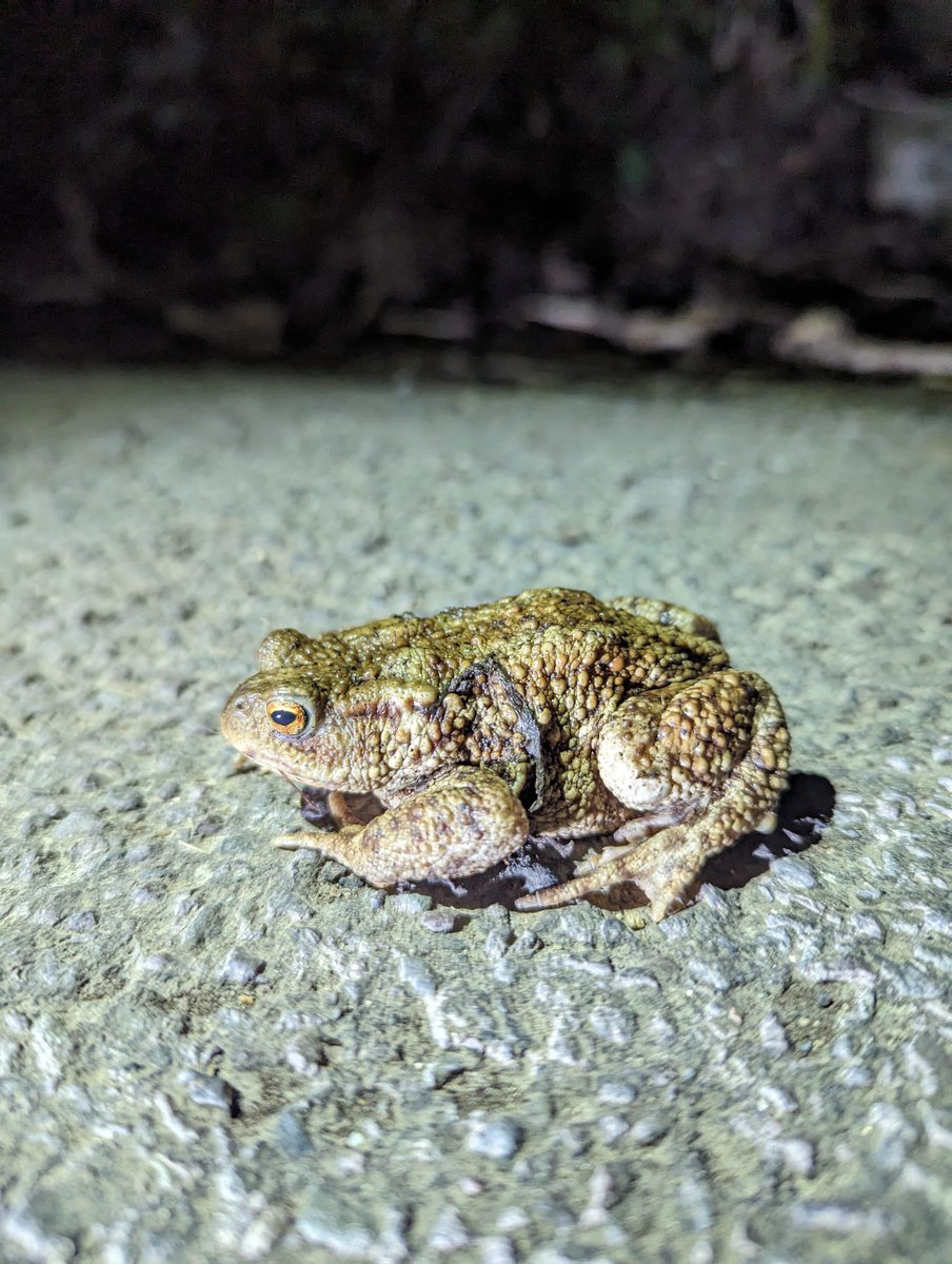 Toad Rescue tweet media