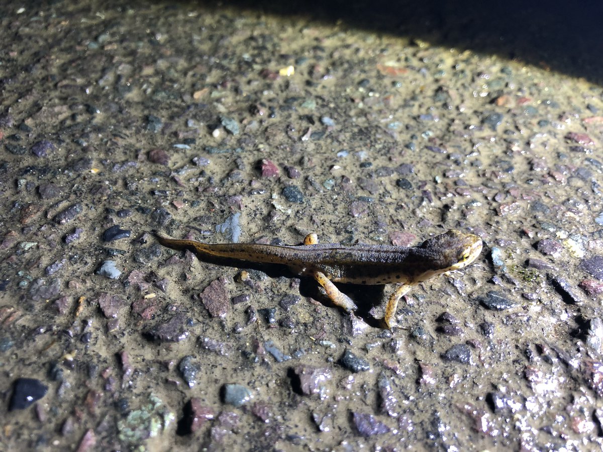 Toad Rescue tweet media