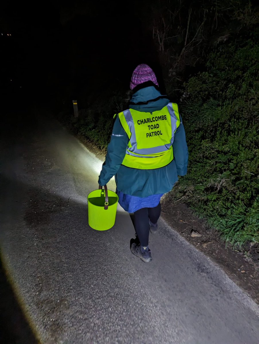 Toad Rescue tweet media