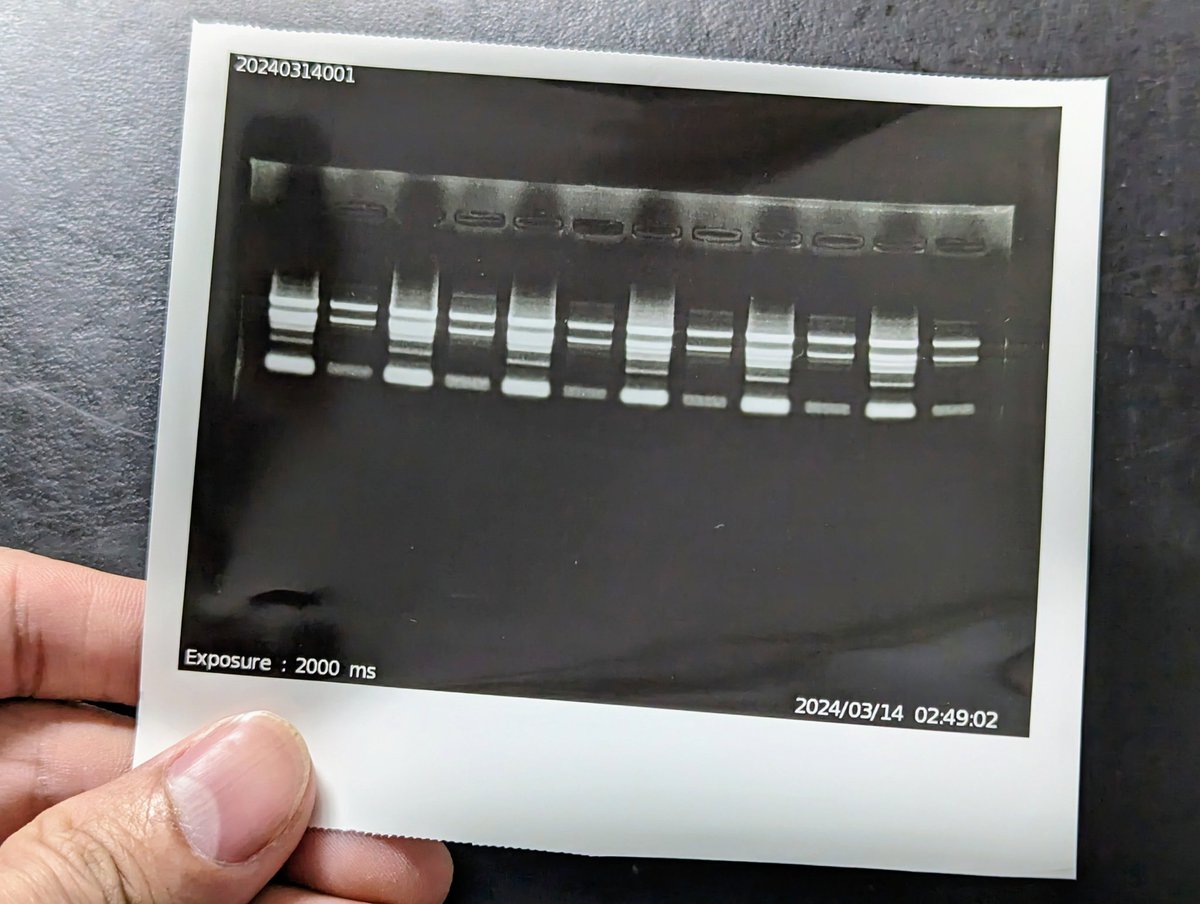 Pyrex963's tweet photo. 抽一整晚的 RNA 頭超暈
確認完結果 馬上回去躺平 https://t.co/LGWPPSnyCX