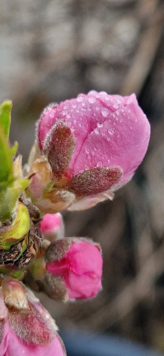 Unser Zwergpfirsichbäumchen  trägt dieses Jahr ordentlich Blüten. So schön pink 🥰. #gardening #garten #pfirsichblüte #pfirsichbaum #pfirsich #peach #peaches🍑 #obst #obstbaum #fruit #fruits