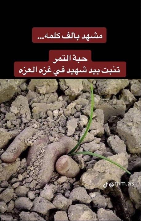📸 PHOTO | A photo with thousands words
A palm tree seedling growing from the hand of a Gazan martyr, showing from under the rubble.
This is to note that dates is currently the only food available for many Gazans due to the sacristy of food in the strip.

#16thOctoberMediaGroup
