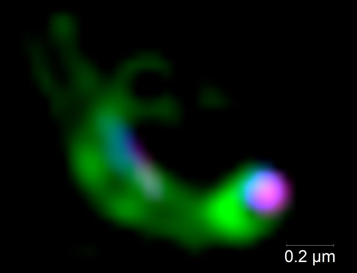 How many SAR11 cells are phage-infected in the environment? And what are zombies🧟‍♂️? We studied phage infection in SAR11 using the🔬. Up to 19% of SAR11 cells were phage infected and many host cells were devoid of ribosomes🧟‍♂️! What else did we find? A 🧵 researchsquare.com/article/rs-407…