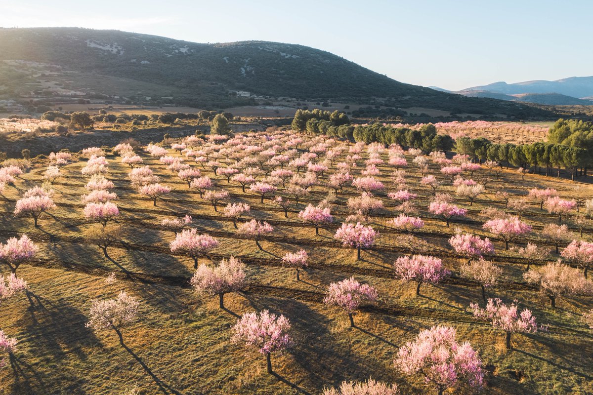 💚 Al febrer, floreix l’ametller! 🌸 I ja fa unes setmanes que els voltants de l’#AltMaestrat llueixen així ☝🏻

L'època perfecta per a capturar unes 📸📸📸 espectaculars de l'entorn dels nostres municipis!