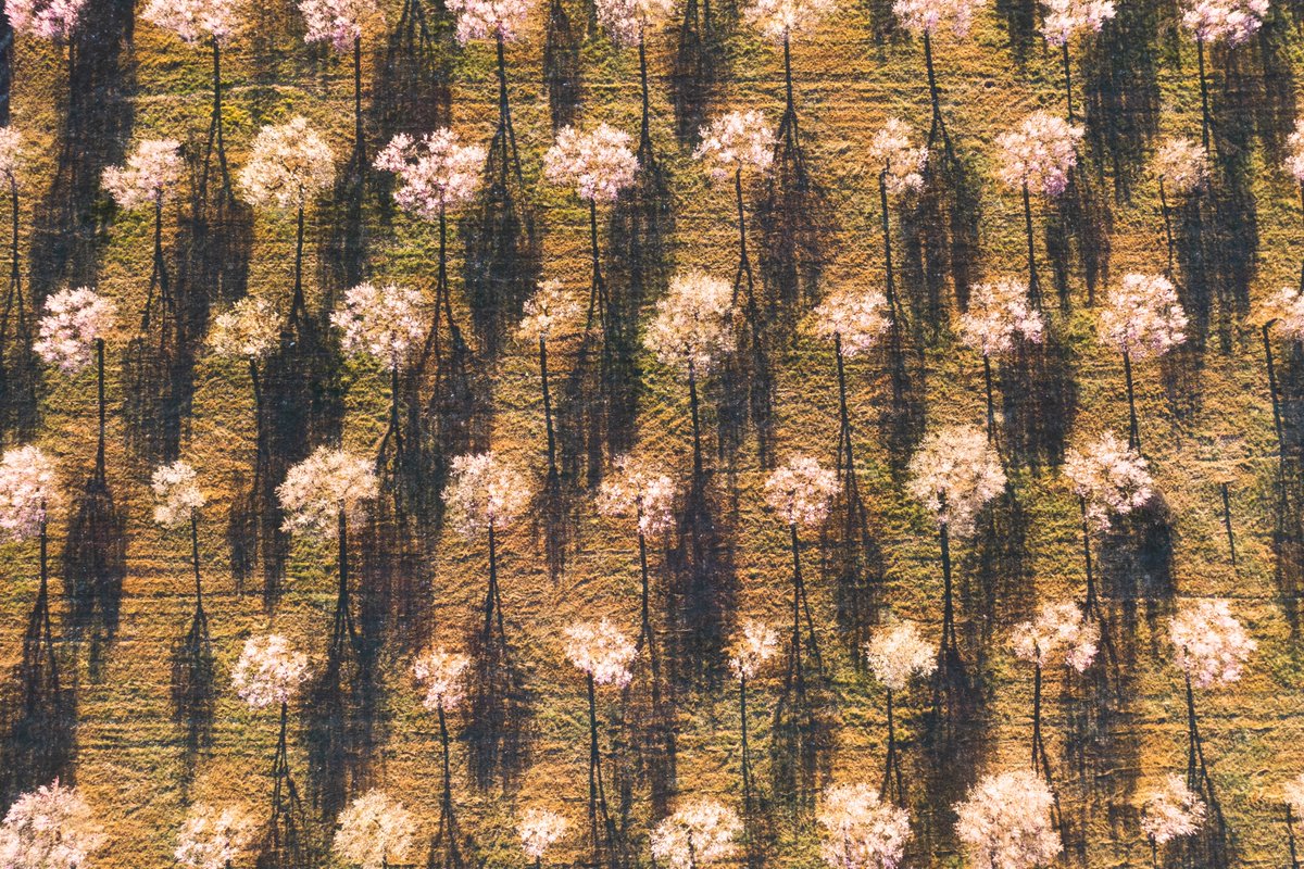 AltMaestrat's tweet photo. 💚 Al febrer, floreix l’ametller! 🌸 I ja fa unes setmanes que els voltants de l’#AltMaestrat llueixen així ☝🏻

L'època perfecta per a capturar unes 📸📸📸 espectaculars de l'entorn dels nostres municipis! https://t.co/Ax5jyCB3aR