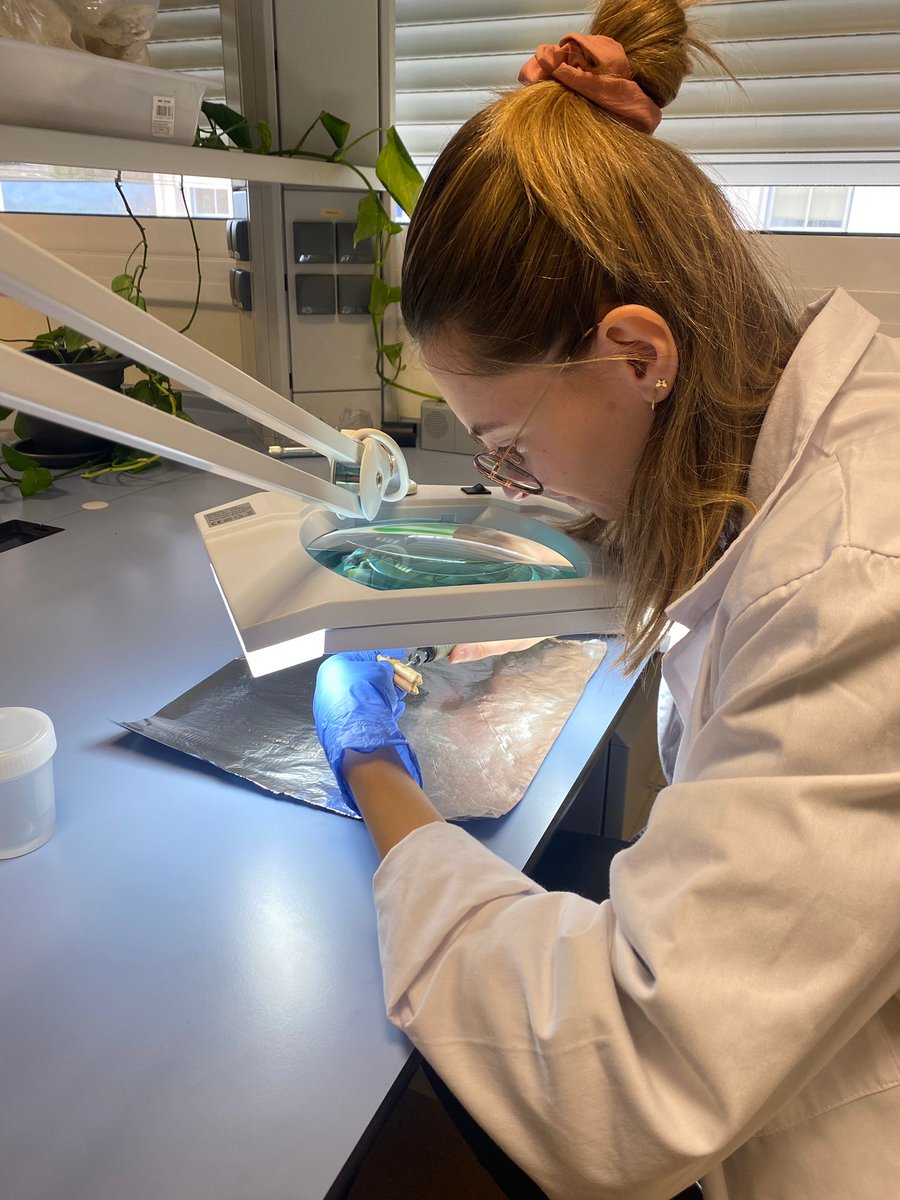 GIAP_ICAC's tweet photo. PhD candidate @rosa2soler (@ICAC_cat, @UABBarcelona) has started her training on #IsotopeAnalyses! Here she's drilling sheep teeth to obtain samples

These analyses will provide insights on Roman livestock management
ℹ️https://t.co/EmTvuPYGfA
#Archaeozoology #TranScapes
#SomCERCA https://t.co/qsguaqZ4Jo