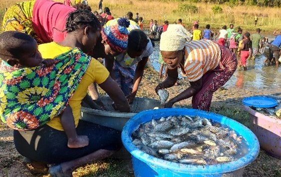 unicefzambia's tweet photo. In SUN II Zambezi district, #NutritionSupportGroups ventured into #fishfarming, yielding a harvest of 4⃣0⃣0⃣kgs!  🐟🫧 This ensures nutritious meals for families but also boosted their income. Kudos to #SUNII for empowering communities &amp; fostering sustainable change! #Zambia 🇿🇲 https://t.co/UvcTUoknB1