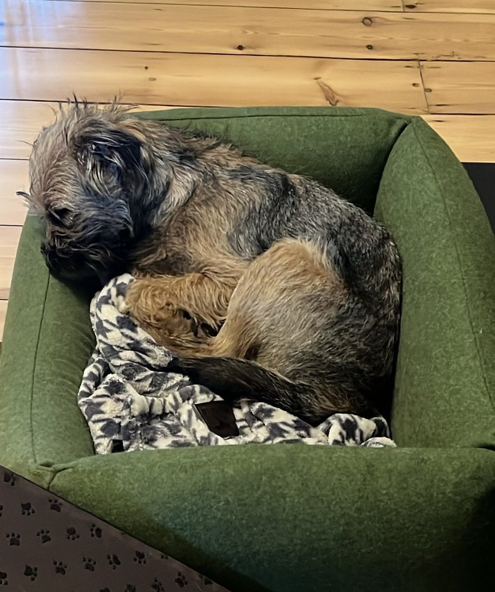 damemaggiedog's tweet photo. I’m refusing to eat breakfast because it’s not cooked salmon and butternut, which is what you gave me last night. I know we’ve tried 11 kinds of dog food but you should know I’ll now only be eating what you eat. Fair’s fair. https://t.co/6PqdtdxmFQ