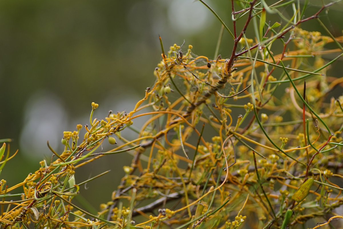 lost_in_botany's tweet photo. #Cassytha pomiformis #Lauraceae feasting on #Hakea trifurcata! I love the golden trichome covered flowers of this species! https://t.co/9Df5TPQp1b