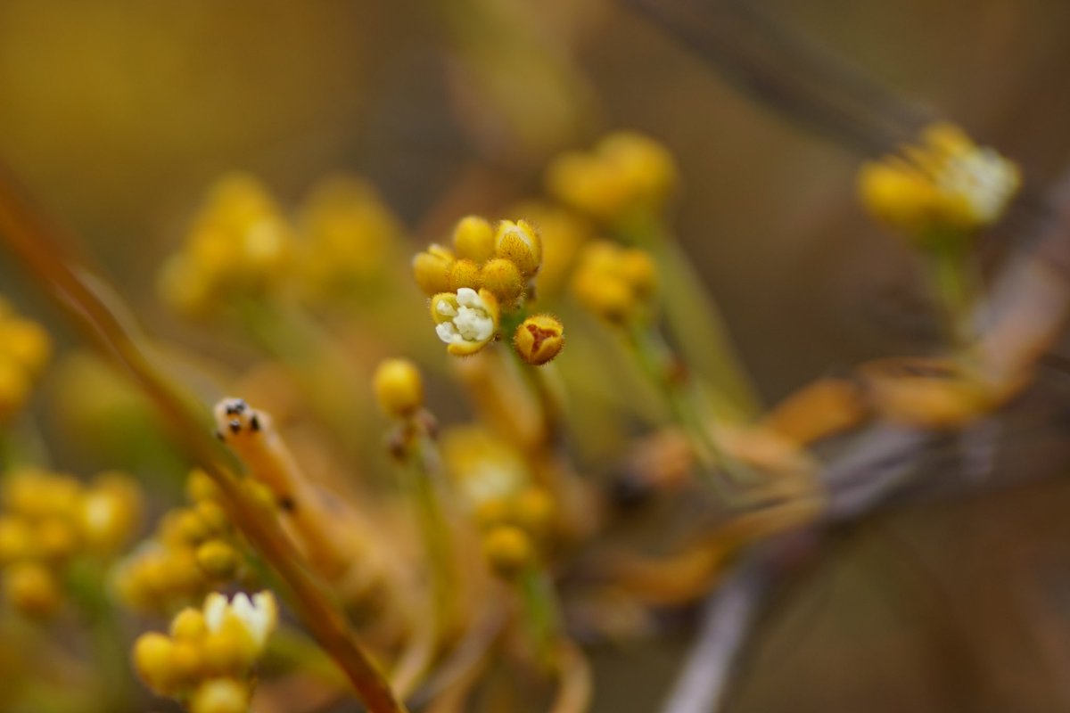 lost_in_botany's tweet photo. #Cassytha pomiformis #Lauraceae feasting on #Hakea trifurcata! I love the golden trichome covered flowers of this species! https://t.co/9Df5TPQp1b