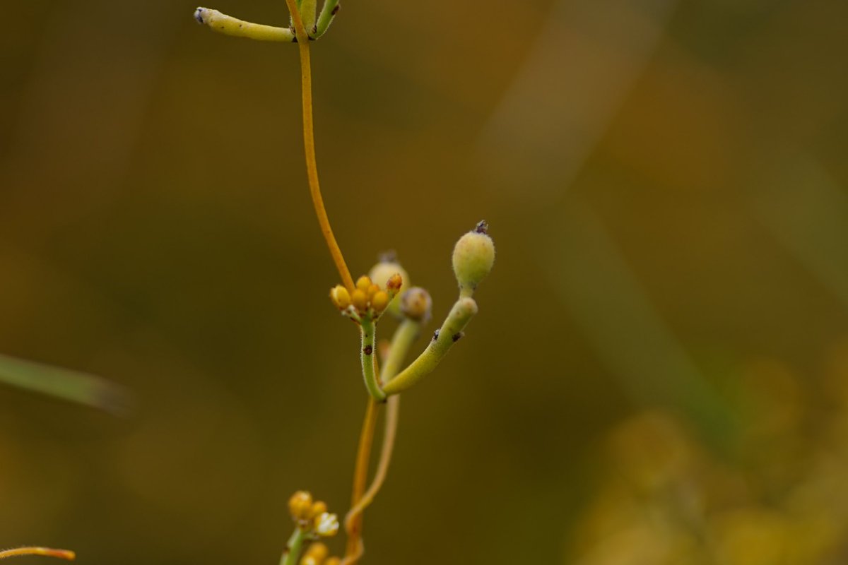 lost_in_botany's tweet photo. #Cassytha pomiformis #Lauraceae feasting on #Hakea trifurcata! I love the golden trichome covered flowers of this species! https://t.co/9Df5TPQp1b