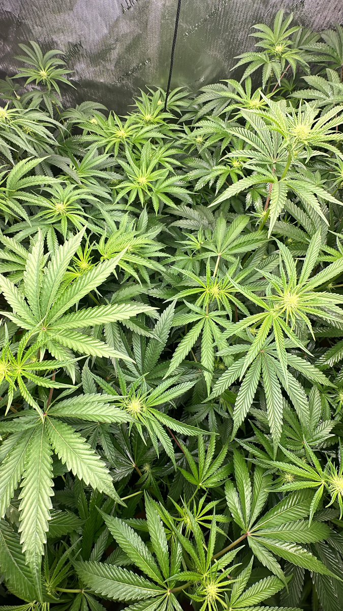 zazaderafa's tweet photo. Day 12 of college candy in flower shout out @lihydro the best grow store on longnisland period everything you need too to bottom #cannabisgrower #acinfintity #CannabisCommunity https://t.co/oJ3aCCNjkU