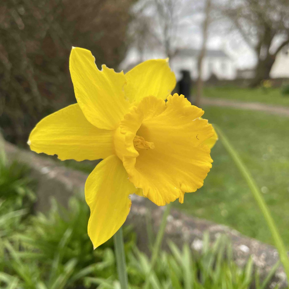 GuidingCymru's tweet photo. ๐ธ Spring is almost here at Girlguiding Cymru!
Look at this beautiful daffodil blooming in Wenvoe, in the Vale of Glamorgan.
What are you most looking forward to this spring? Share your ideas in the comments below! #GirlguidingCymru #Springisalmosthere #Spring https://t.co/tN4BRJTjUl