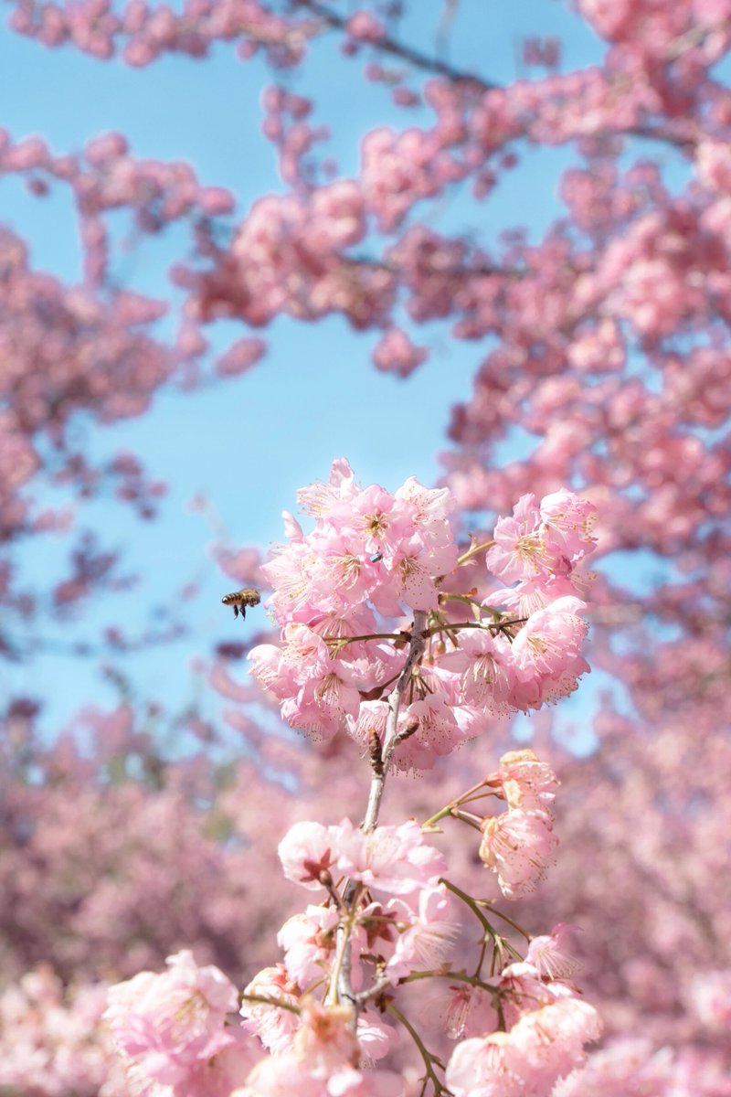 GroovyStylesSA's tweet image. 台中の観光スポット📍千本桜園🌸結婚
乾英源🌸結婚
写真を撮るのが嫌い、暑さが苦手、花や植物が嫌いな少年。
桜の写真を撮るためだけに撫寿山に連れて行ってもいいです
本当に結婚できるんですね🤣🌸🌸🌸🌸🌸