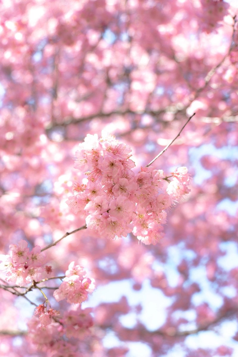 GroovyStylesSA's tweet image. 台中の観光スポット📍千本桜園🌸結婚
乾英源🌸結婚
写真を撮るのが嫌い、暑さが苦手、花や植物が嫌いな少年。
桜の写真を撮るためだけに撫寿山に連れて行ってもいいです
本当に結婚できるんですね🤣🌸🌸🌸🌸🌸