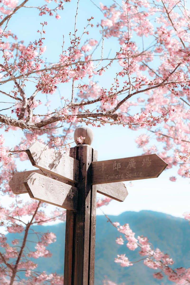 GroovyStylesSA's tweet image. 台中の観光スポット📍千本桜園🌸結婚
乾英源🌸結婚
写真を撮るのが嫌い、暑さが苦手、花や植物が嫌いな少年。
桜の写真を撮るためだけに撫寿山に連れて行ってもいいです
本当に結婚できるんですね🤣🌸🌸🌸🌸🌸