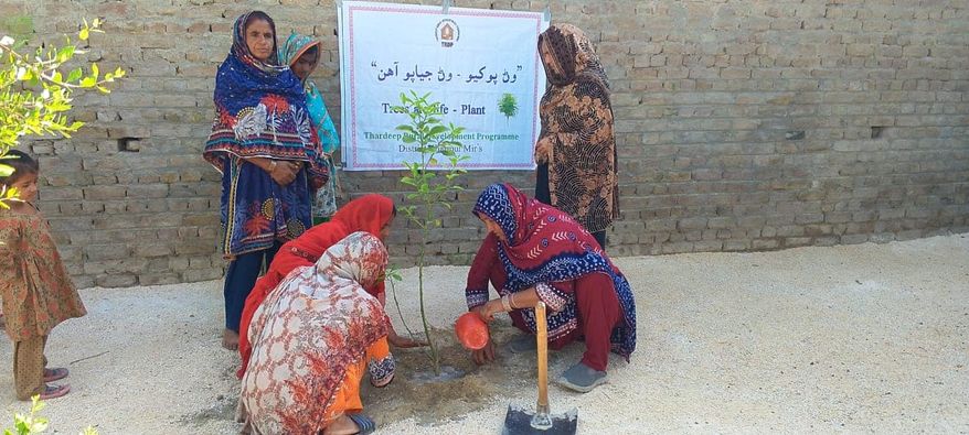 Thardeep Rural Development Programme plantation campaign. Community Resource Persons planting 📷in Village Dodo palh disrict #KhairpurMirsSindh