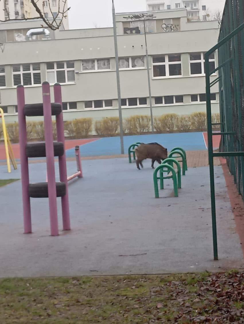 MiastoUrsynow's tweet photo. ‚Już nawet dziki wiedzą, że pierwszy etap modernizacji placu zabaw przedszkola nr  282 #NaUboczu został zrealizowany i chętnie korzystają z atrakcji… via @RobertKempa75 🐗 https://t.co/zmx2Gc5e2Q
