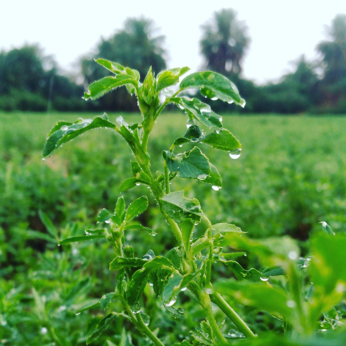 salem krama tweet media