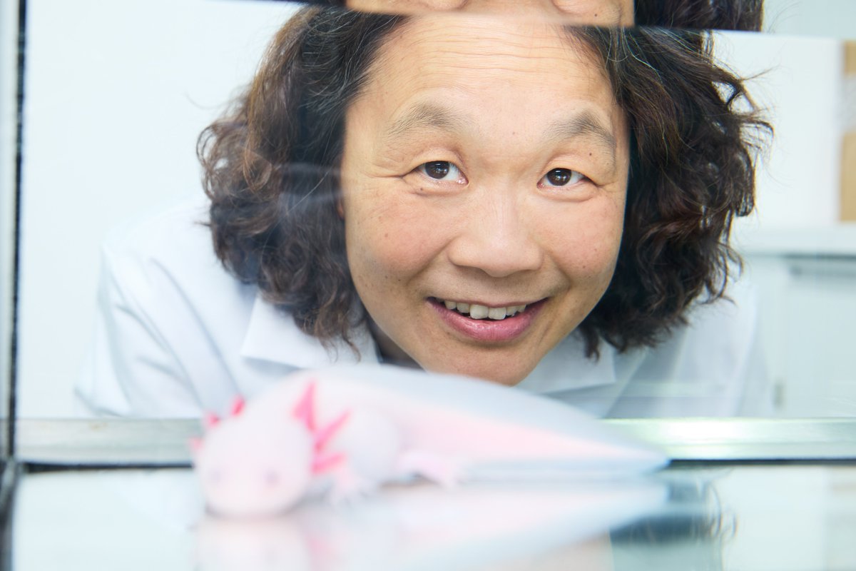 Elly Tanaka will be IMBA’s new Scientific Director, heading the institute from April 2024 onwards. Elly Tanaka is a renowned researcher, who studies the regeneration of complex body parts. Welcome, Elly!