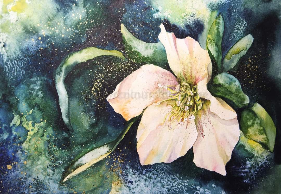 Flowers of snow ....

We wish, and wish, and wish again
for lightness in the dark

Happy Thursday x 

( blog coming later)

#watercolour #waterpainting #hellebores #Devon #texture #background #inspiration #greens #richcolours #Garden #winterflowers #painting #artist #paint  #art