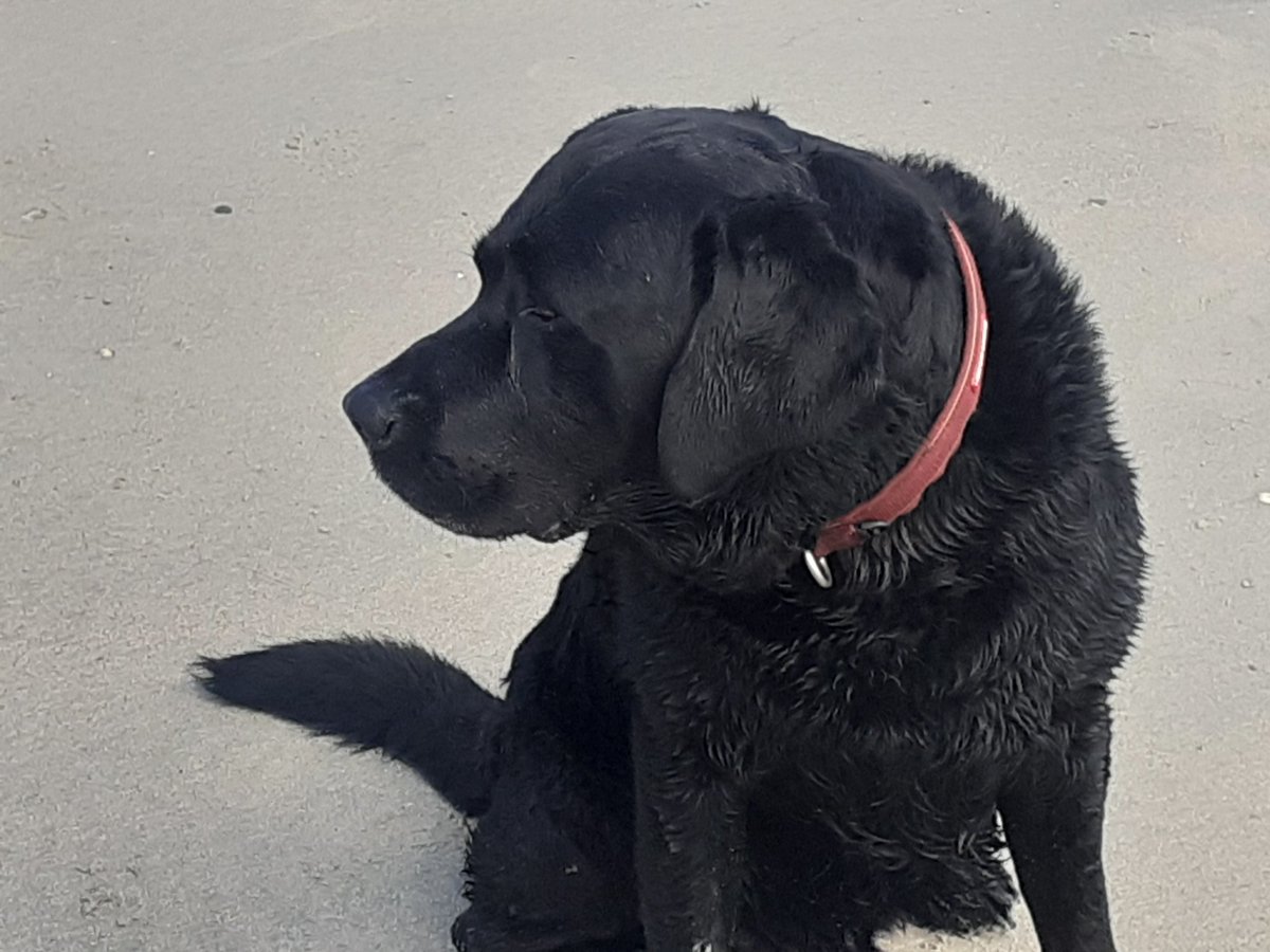 AnneJones77's tweet photo. My beautiful Samba was put to sleep just over a month ago, as he lost the battle against Mast Cell cancer. I miss him more every day  he was such a big presence! and has left a massive void in my life. https://t.co/wPxptb29q5