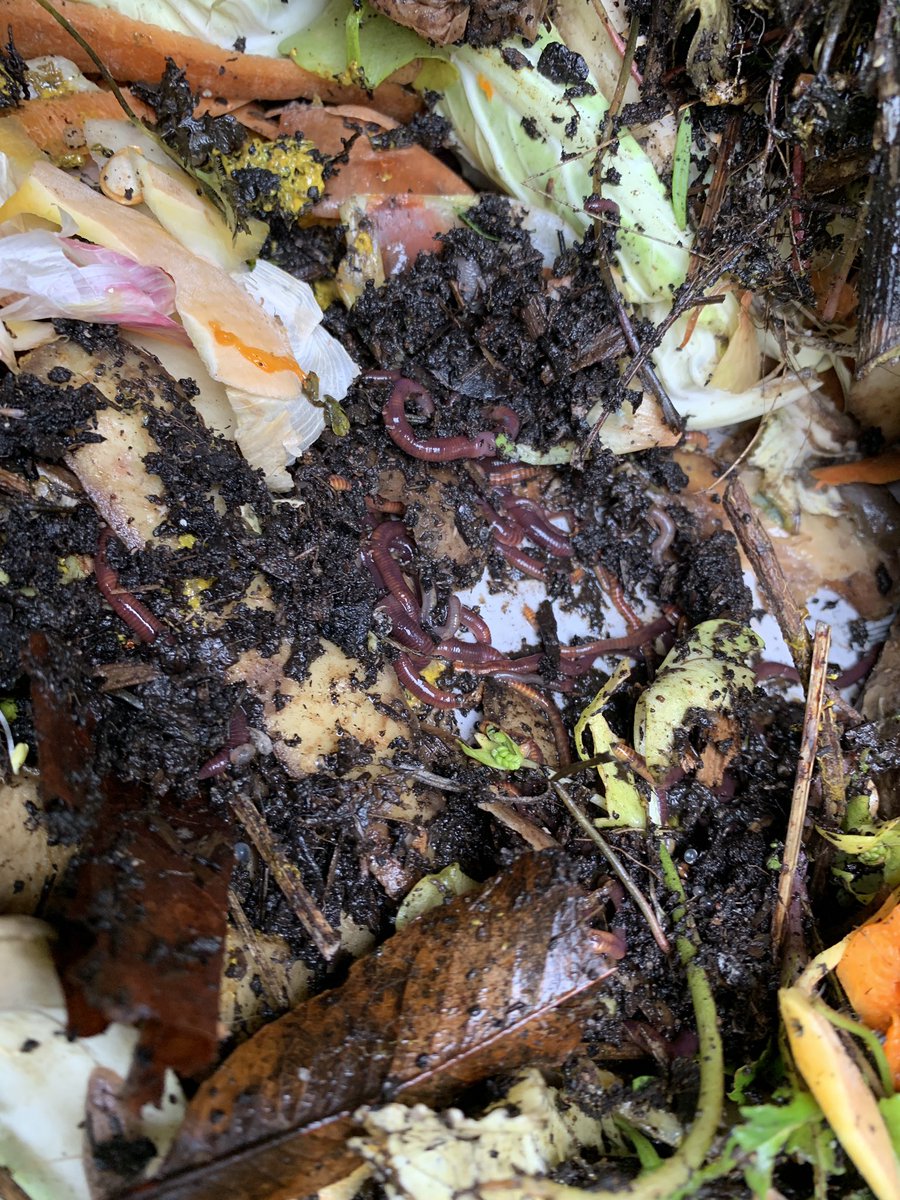 GrowCardiff's tweet photo. #nationalcompostweek We’ve been trying out different composting methods at our Grow Well Lansdowne garden  The #hotbin is a thrive of activity and produces amazing compost we sieve and use. We also have a composting station for leaf mulch and a pallet bin https://t.co/xmbuTnOby1