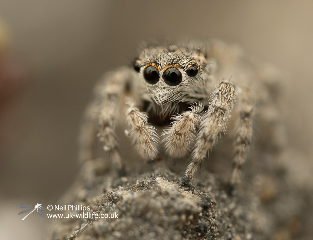 Today is national #saveaspider day and @thelandtrust site Oliver Road Lagoons on the Thames Estuary is home to the rare Distinguished Jumping Spider. Stay tuned for a fab future photography course taking place there with @UK_Wildlife and @EssexWildlife! Neil Phillip's work below: